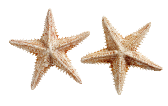 Two starfish, light beige/tan color, detailed texture