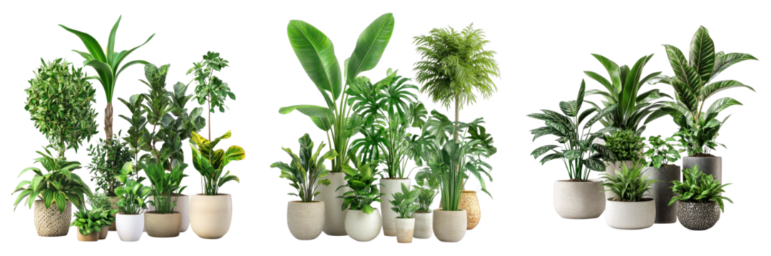 A collection of lush potted plants in various shapes and sizes, bringing the freshness of the outdoors to an interior space. The vibrant green foliage adds a touch of nature and serenity.