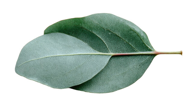 Close-up of a single, light-green leaf, oval-shaped, with a prominent stem