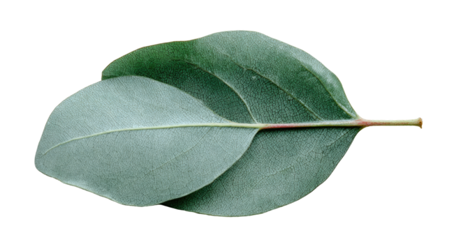 Close-up of a single, light-green leaf, oval-shaped, with a prominent stem