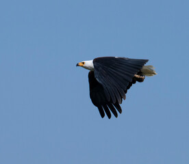 African fish eagle (Haliaeetus vocifer) soaring above Lake Nakuru National Park, Kenya,