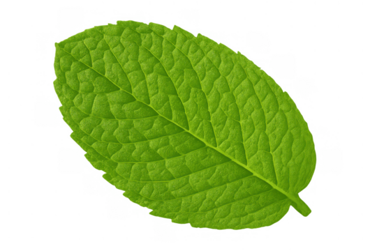 Green mint leaf, a symbol of freshness and natural herbs, useful for food, drinks, or health products