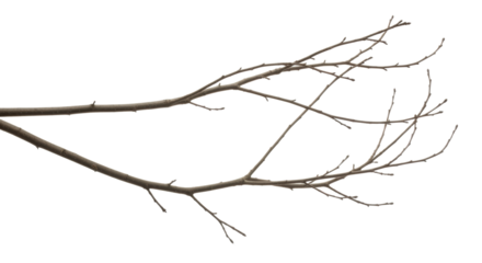Bare Tree Branches isolated on Transparent Background