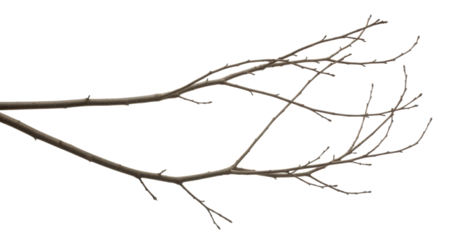 Bare Tree Branches isolated on Transparent Background