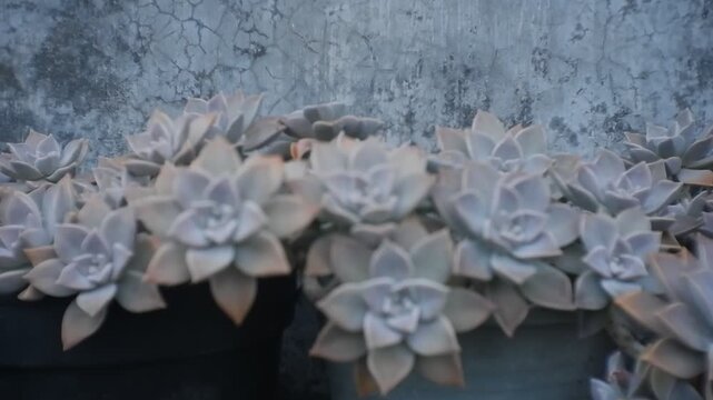 close up of a cactus