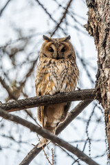 Long-eared owl (Asio otus), looking forward with wide opened eyes