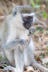 Vervet Monkey (Chlorocebus pygerythrus) in Tsavo East National Park, Kenya
