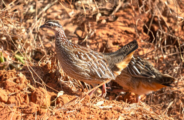 The crested francolin (Ortygornis sephaena) in Tsavo East national park, Kenya, Africa, 