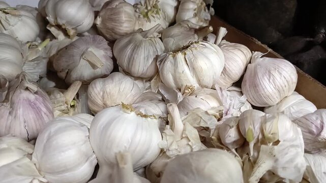 White organic garlic in a drawer at the market. Sale of a new crop.