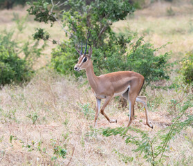 Grant’s gazelle (Nanger granti) standing gracefully in the forest-savannah mosaic of East Africa, captured in Tsavo East National Park, Kenya.