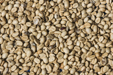 Close up background of natural green unroasted coffee bean drying in sun. raw aromatic texture of organic agriculture harvest creates fresh and authentic feeling