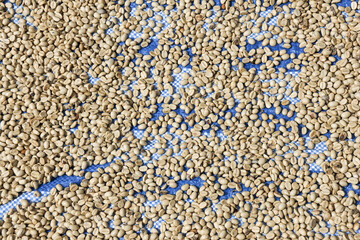 Warm, natural background texture of raw coffee bean drying under sun. An agricultural, organic process of harvesting fresh crop for beverage production from farm