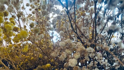 blue sky and tree in winter