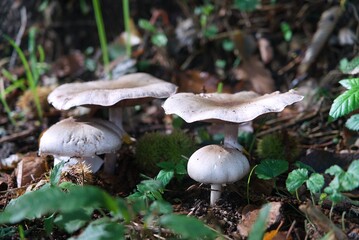 Groupe de champignons .