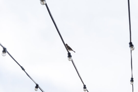 A bird is perched on a wire above a string of lights - Powered by Adobe