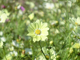 日を浴びる黄色いコスモスのクローズアップ