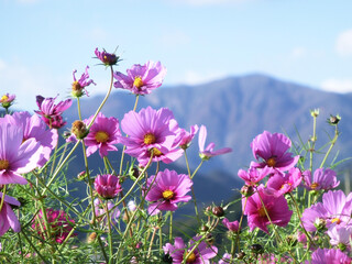 日を浴びるコスモスの群生と青空