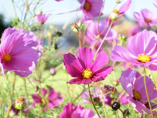日を浴びるピンク色のコスモス