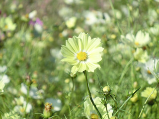 日を浴びる黄色のコスモス