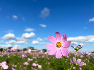 日差しを浴びるコスモスと穏やかな青空
