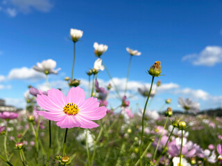 コスモスのクローズアップと爽やかな青空