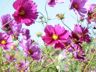 ピンク色のコスモスの群生