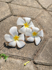 Three White and Yellow Frangipani Flowers on a Concrete Pavement