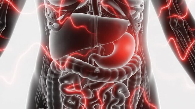 Medical Illustration Of The Human Digestive System Highlighted With Red Energy On A White Background