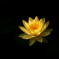 AI generated soft glowing yellow lotus blooming gently in deep calm darkness symbolizing purity serenity inner peace and quiet spiritual awakening with warm uplifting energy