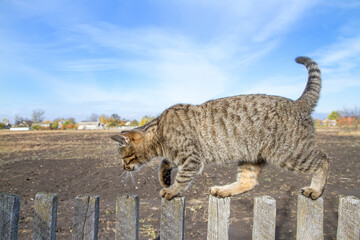 A cat walks along the slats of a wooden fence. Young gray cat on the background of the sky
