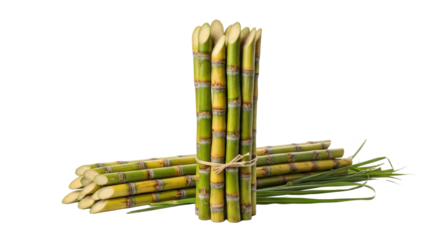 Bundle Of Green Sugarcane Stalks With Yellow Stripes Tied With Twine isolated on Transparent Background