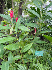 レッドジンジャーの花