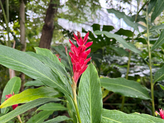 レッドジンジャーの花
