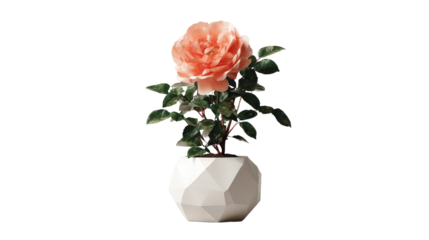 Single large bloom rose bush in modern geometric pot isolated on a Transparent background, PNG file.