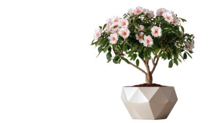 Single large bloom rose bush in modern geometric pot isolated on a Transparent background, PNG file.