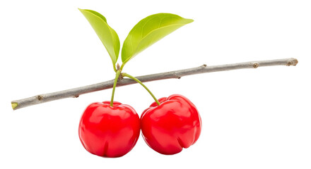 Two red cherries hanging from a branch with leaves on transparent background