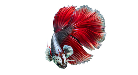 A close up of a red and silver betta fish swimming on transparent background