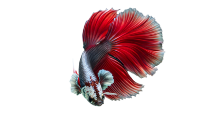 A close up of a red and silver betta fish swimming on transparent background