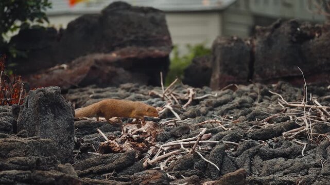 Wild mongoose vermin crawling among dry twigs and rocks in slow motion