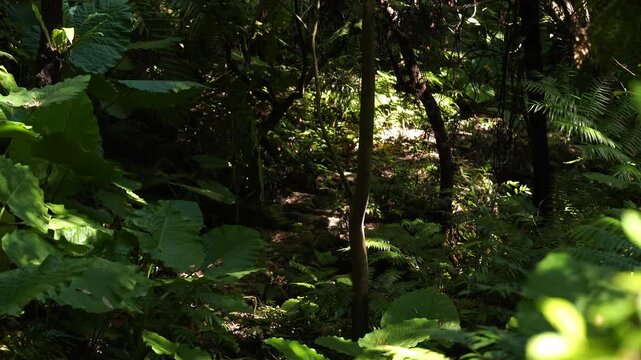 The Nature of Mount Hemei in XinDian District