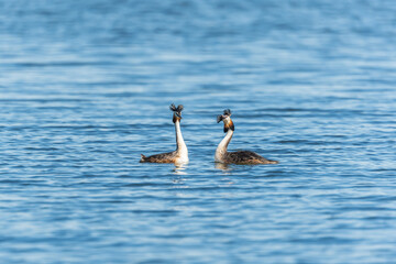 Mating games of two water birds Great Crested Grebes. Two waterfowl birds Great Crested Grebes swim in the lake with heart shaped silhouette