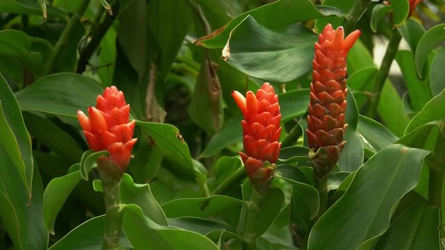 The Zingiberaceae Curcuma Longa plant in Taipei Botanical Garden