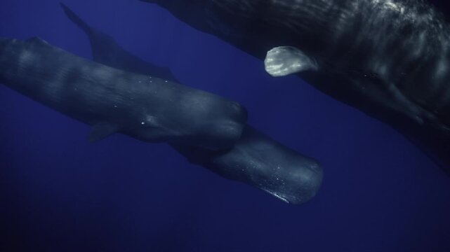 A group of sperm whales traveling through deep open water. Detailed shots, natural interaction, calm movement, and a pristine marine environment with no boats or humans.
