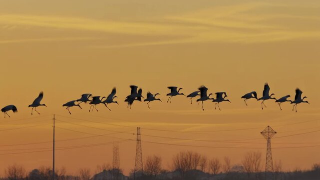 Secuencia fotogr&aacute;fica de una grulla despegando al amanecer con un cielo anaranjado y torres el&eacute;ctricas al fondo.