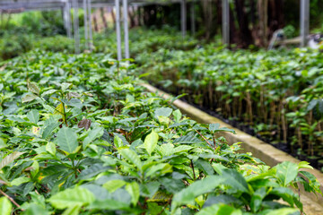 Lush Coffee Seedlings Thriving in a Greenhouse Nursery