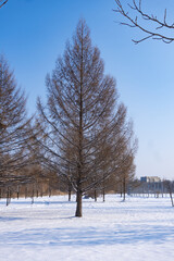 Frozen nature of Siberia in winter