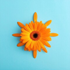 Bright orange daisy blossom against a cyan background
