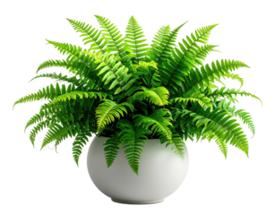 Lush green fern plant overflowing a smooth, white, spherical ceramic pot