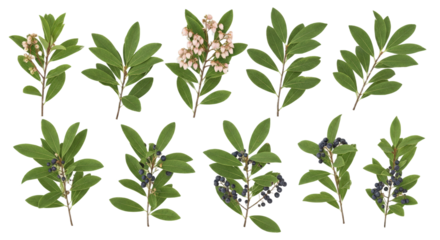 Collection Of Autumn Berry Branches With Green Leaves And Pink Flowers isolated on Transparent Background