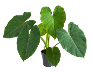 Lush green plant with large heart-shaped leaves in a black pot, on black background